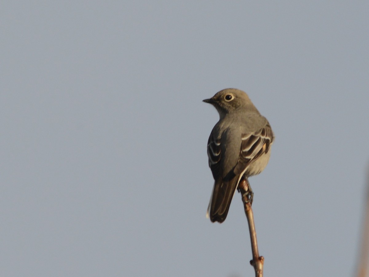 Townsend's Solitaire - ML190256121