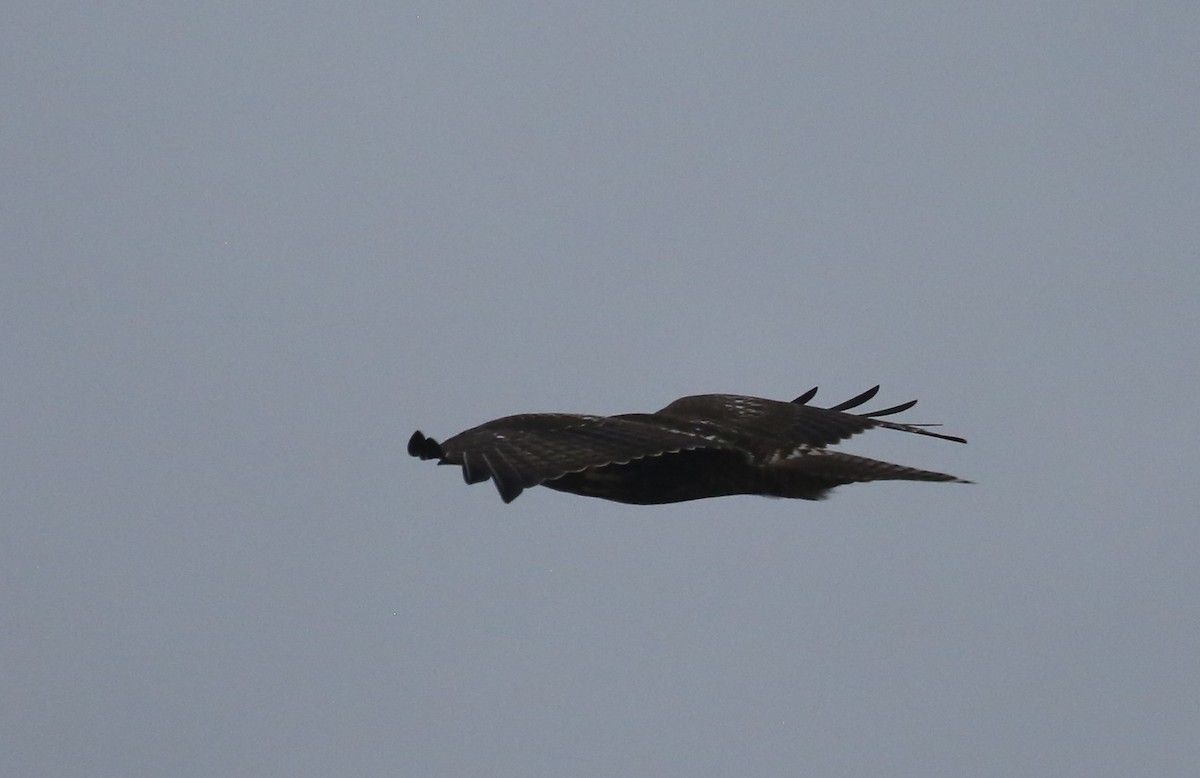 Red-tailed Hawk (calurus/alascensis) - ML190256631