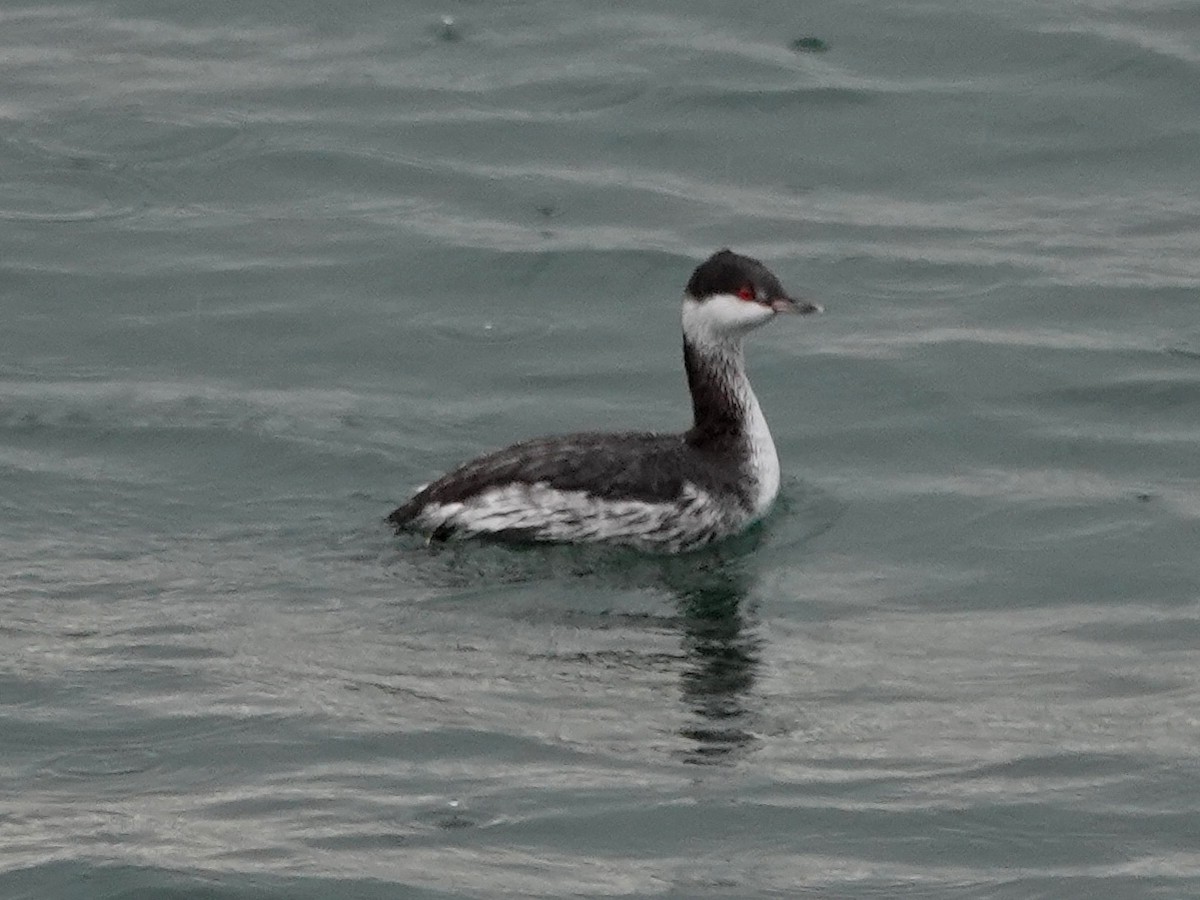 Horned Grebe - Norman Uyeda