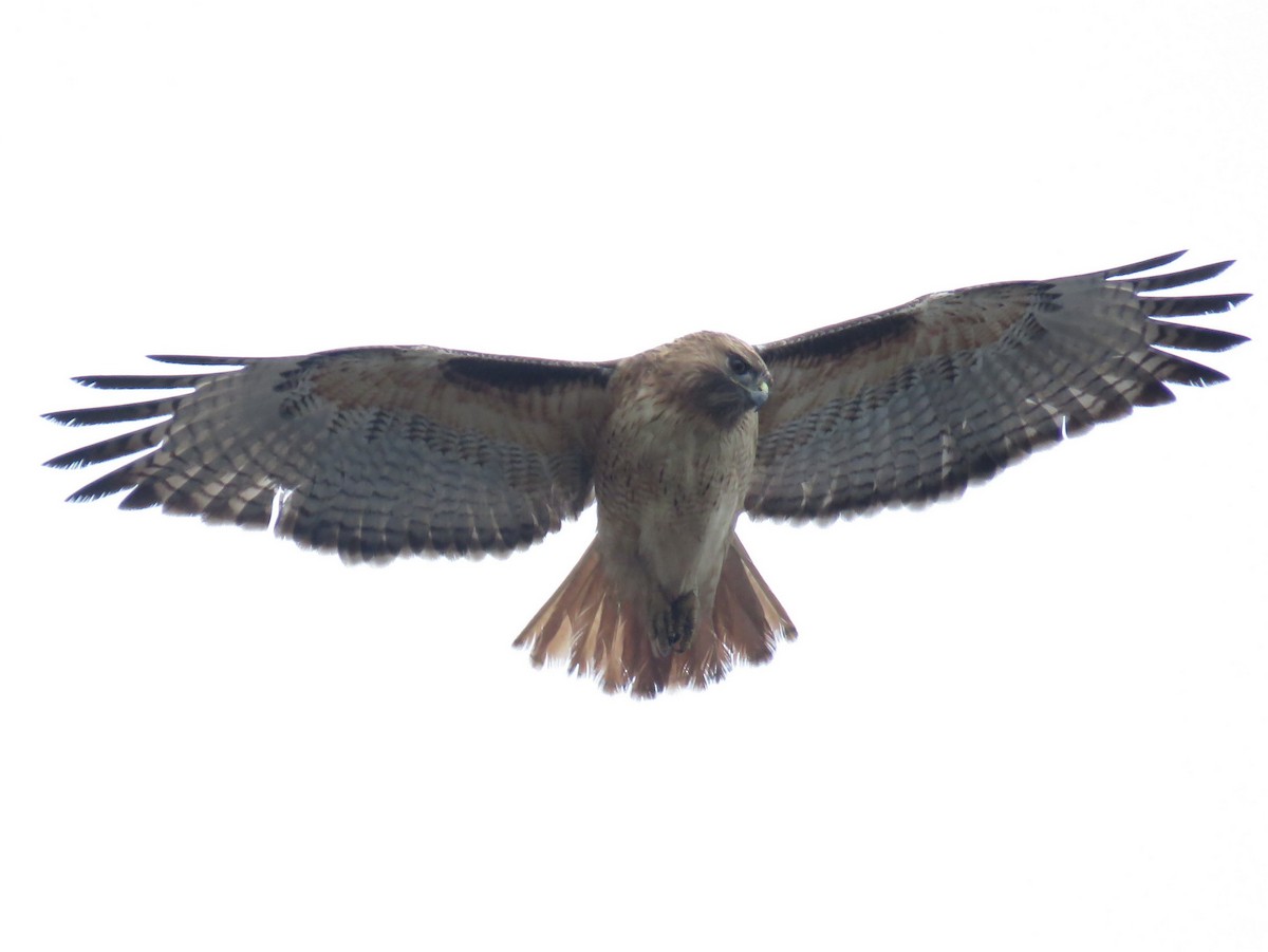 Red-tailed Hawk - ML190259981