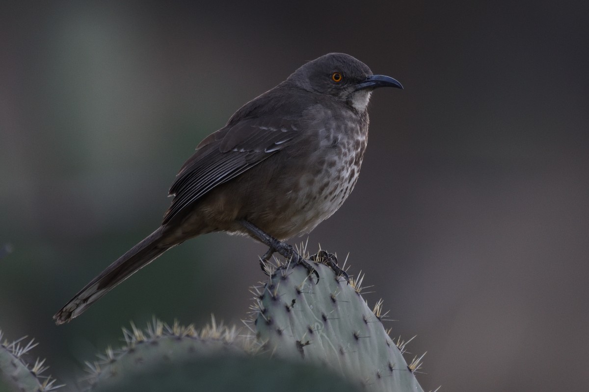 Curve-billed Thrasher - German Garcia