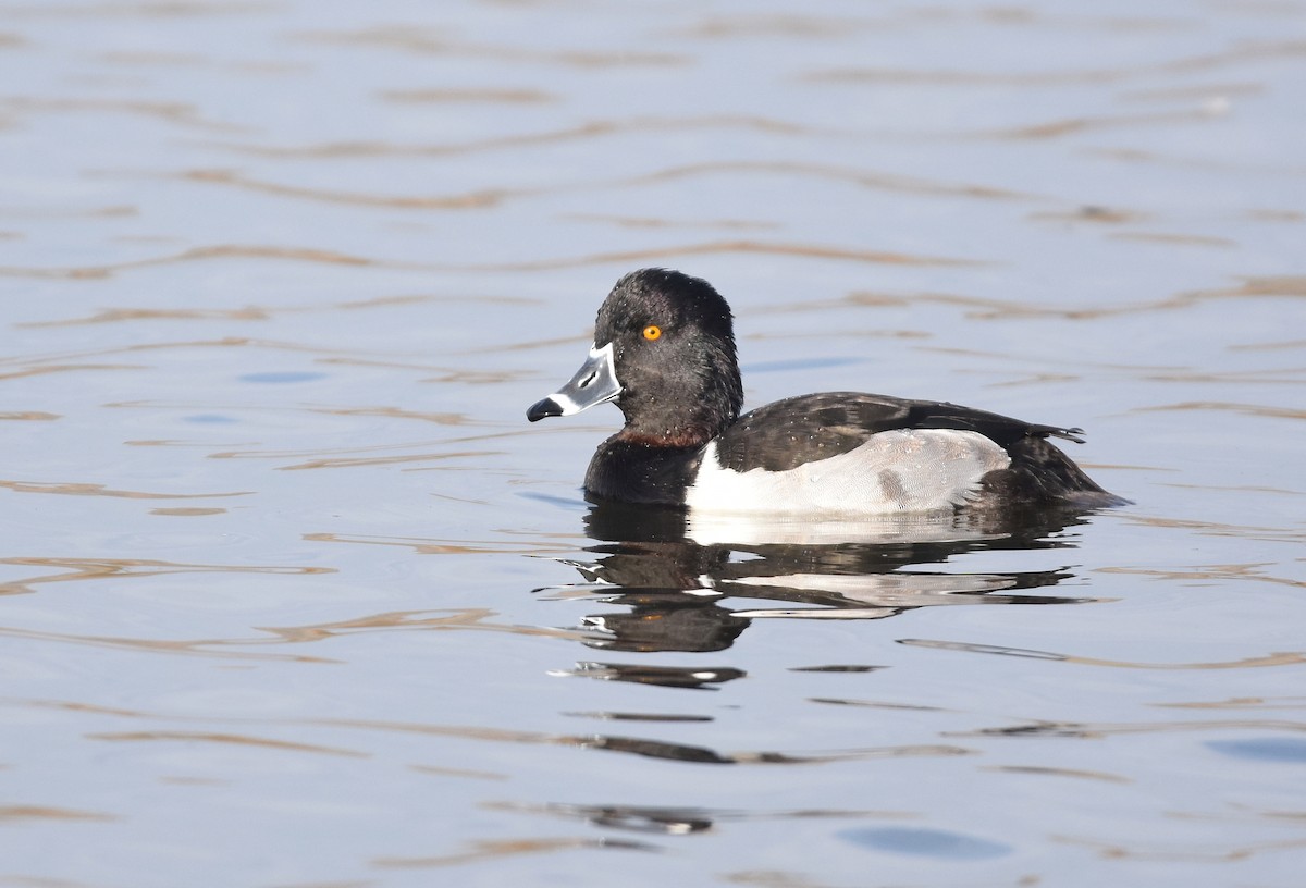 Ring-necked Duck - Christopher Lindsey