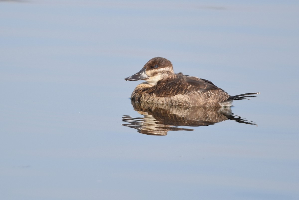 Ruddy Duck - ML190261341