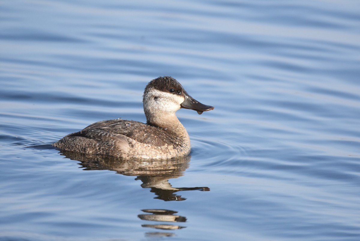 Ruddy Duck - ML190261551