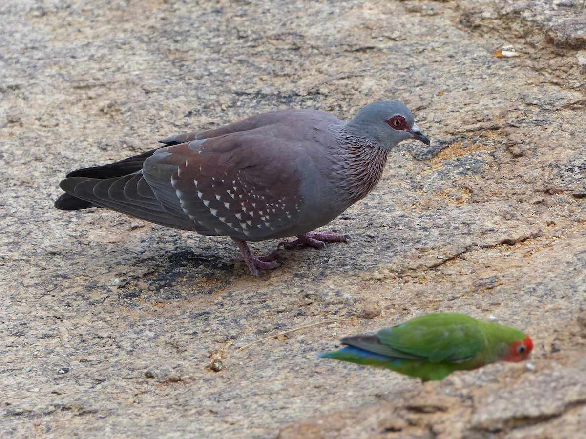 Pigeon roussard - ML190263651