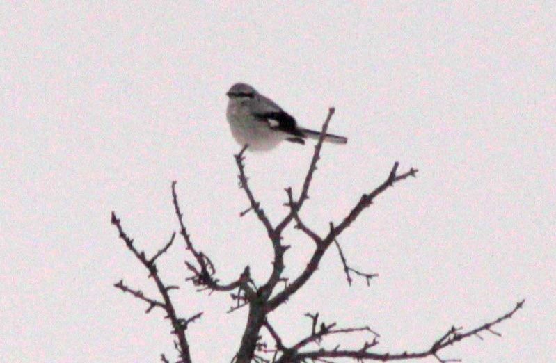 Northern Shrike - Manna Parseyan