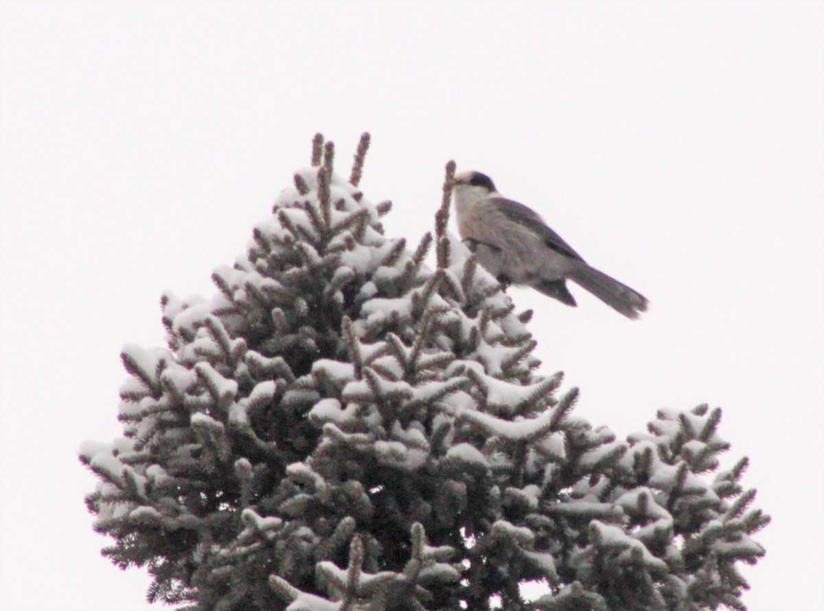 Canada Jay - ML190265221