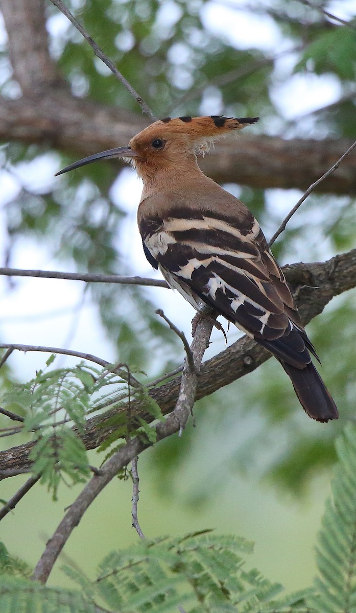 Eurasian Hoopoe - ML190266201