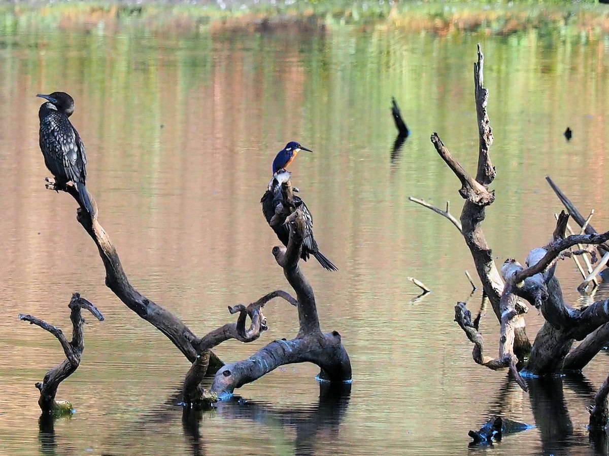 Azure Kingfisher - ML190266551