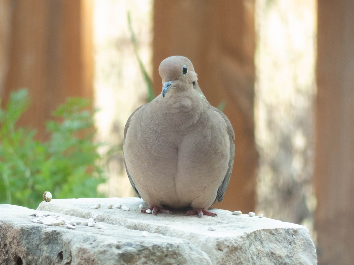 Mourning Dove - Katie Sipe