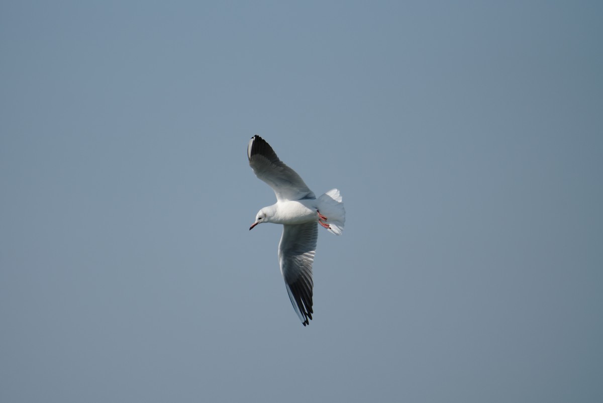 Black-headed Gull - ML190269001