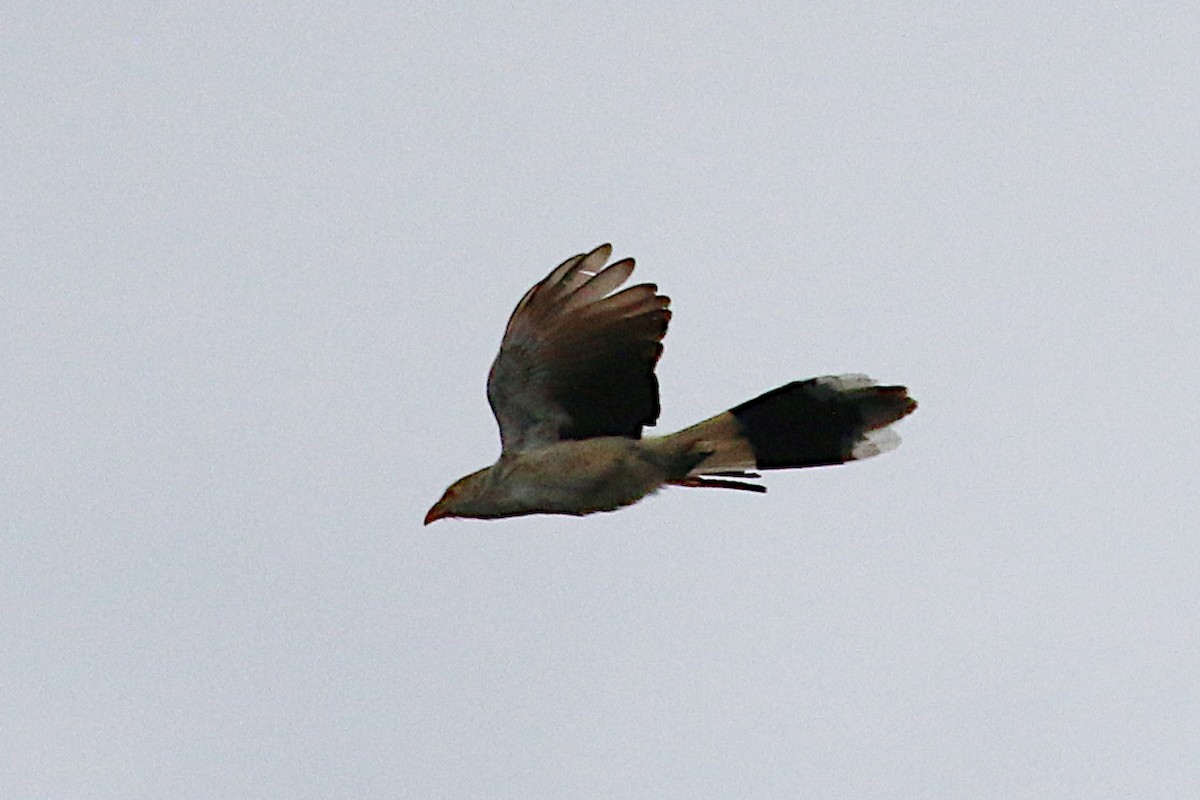 Guira Cuckoo - ML190273031