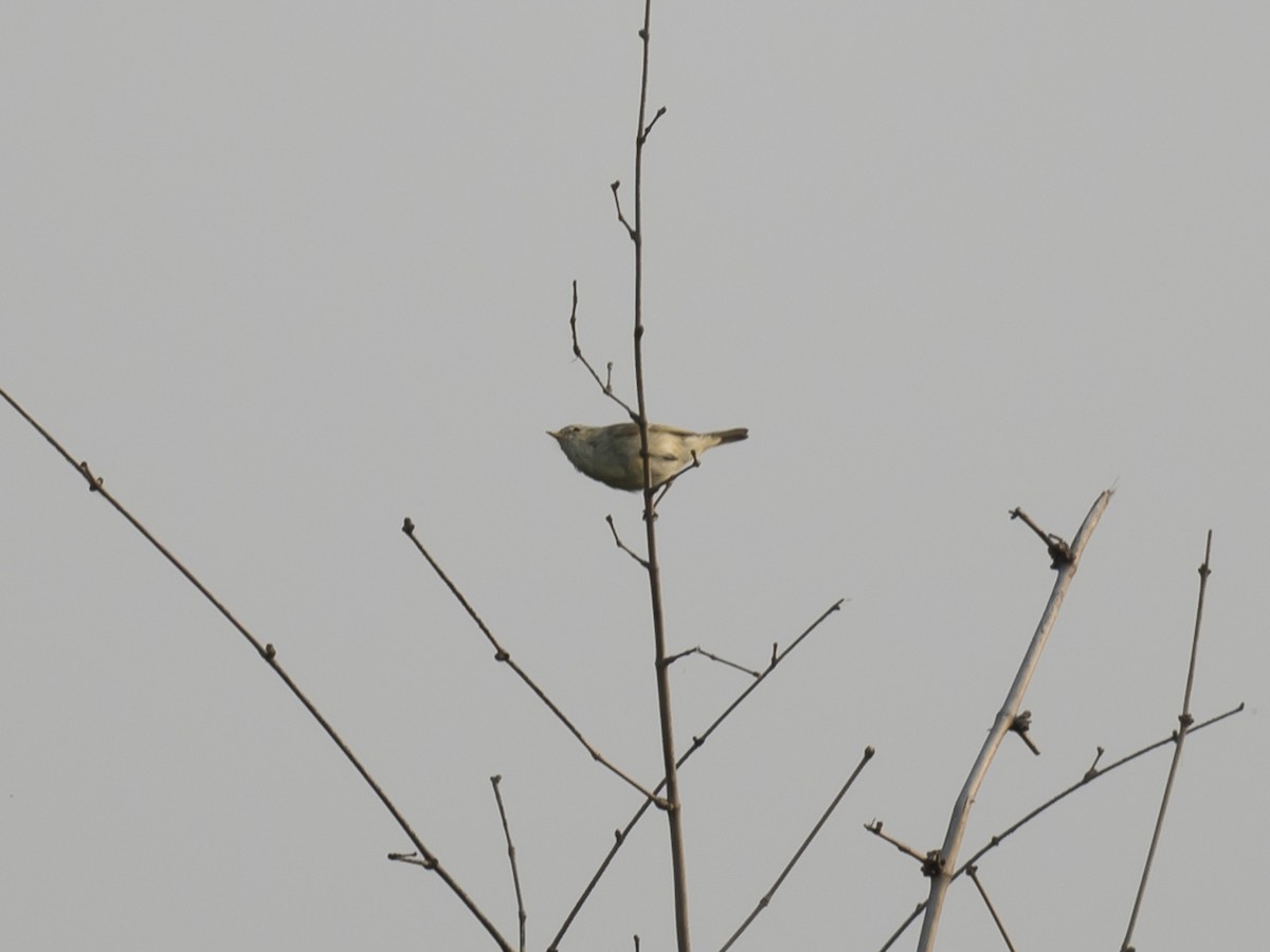 Greenish Warbler - ML190277781