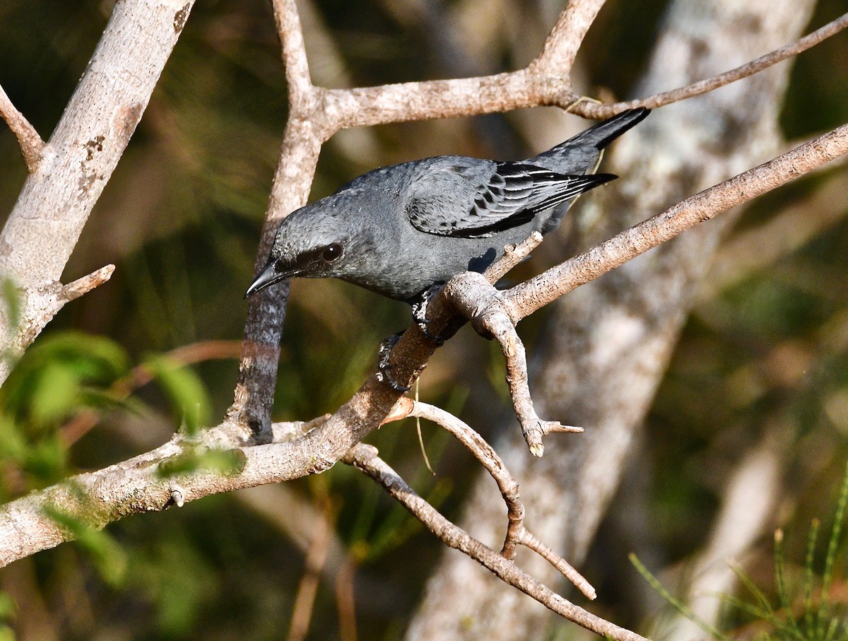 Common Cicadabird - ML190278531