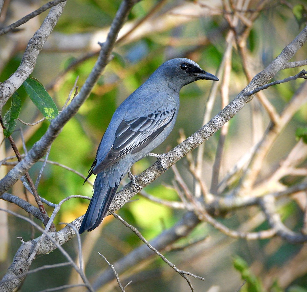 Common Cicadabird - ML190278561