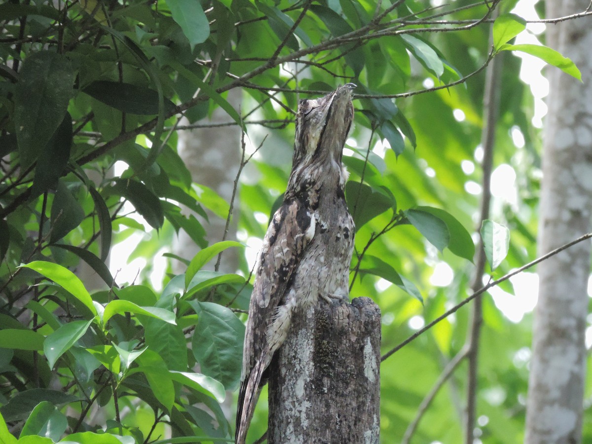 Common Potoo - ML190281871