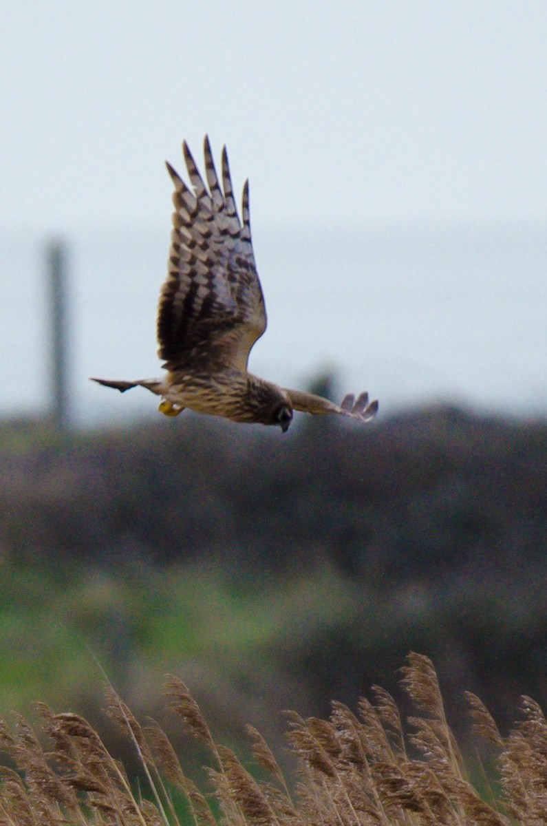 Hen Harrier - ML190282261