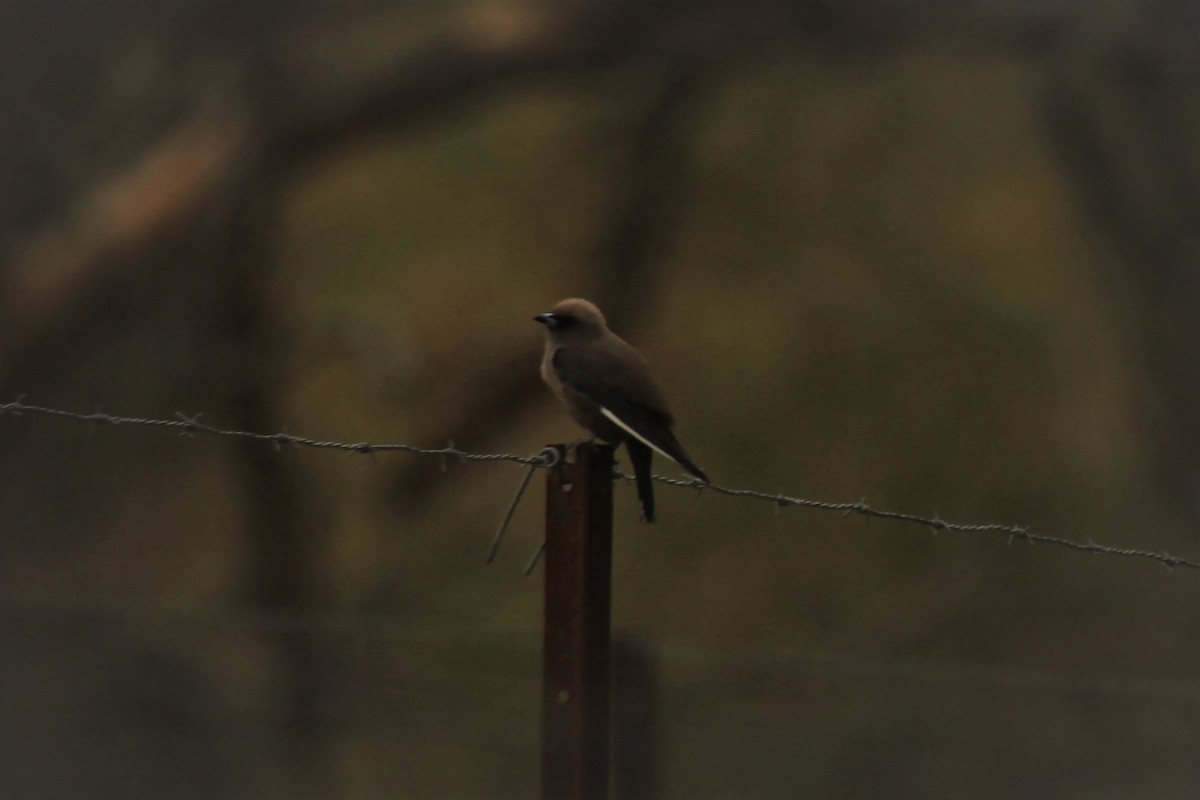 Dusky Woodswallow - ML190282921