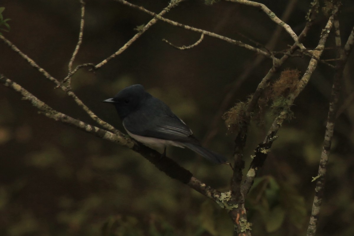 Leaden Flycatcher - ML190282941