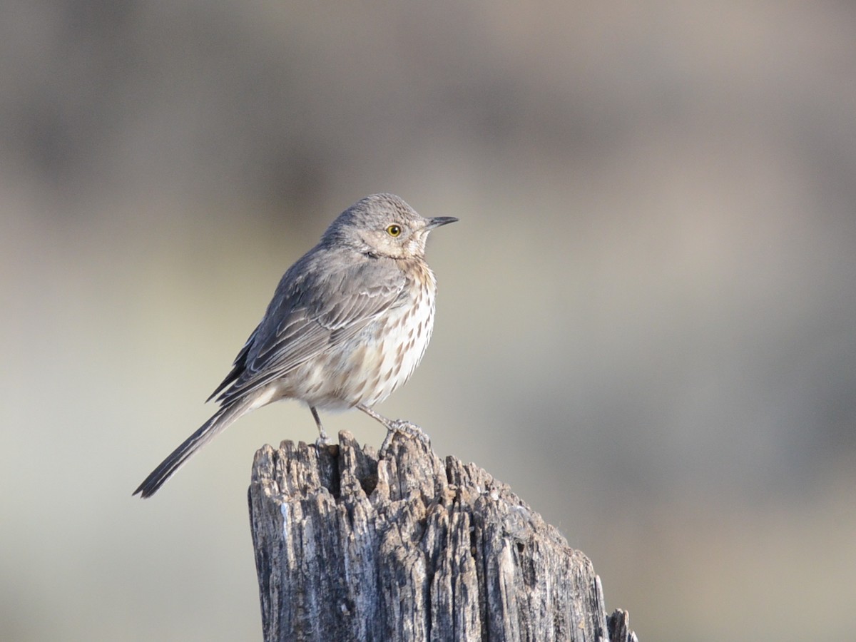 Sage Thrasher - Alan Van Norman