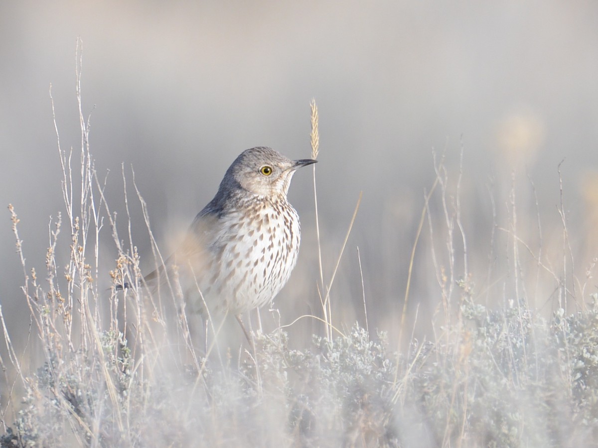 Sage Thrasher - ML190286861