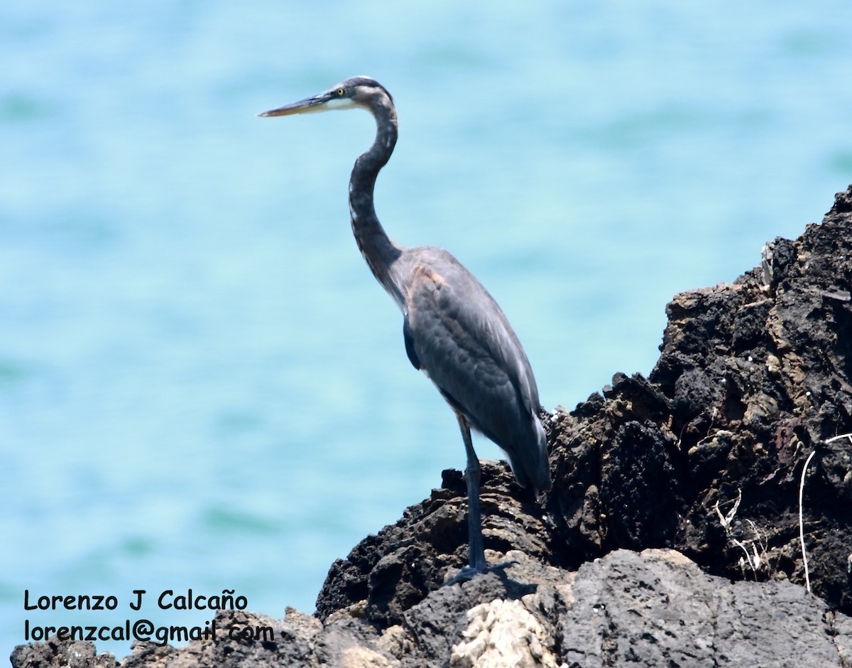 Great Blue Heron - ML190287781