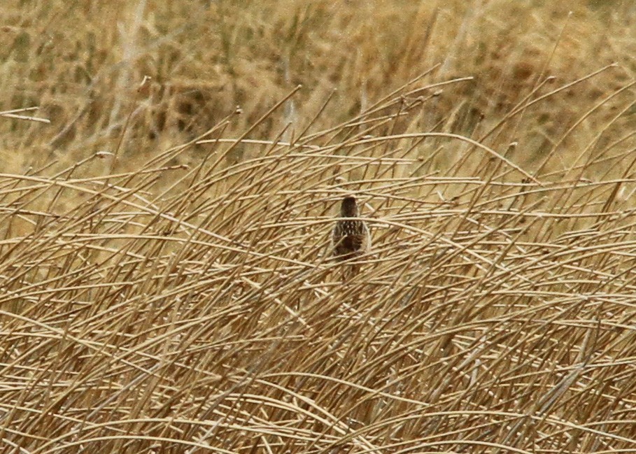 Wren-like Rushbird - Garth V. Riley