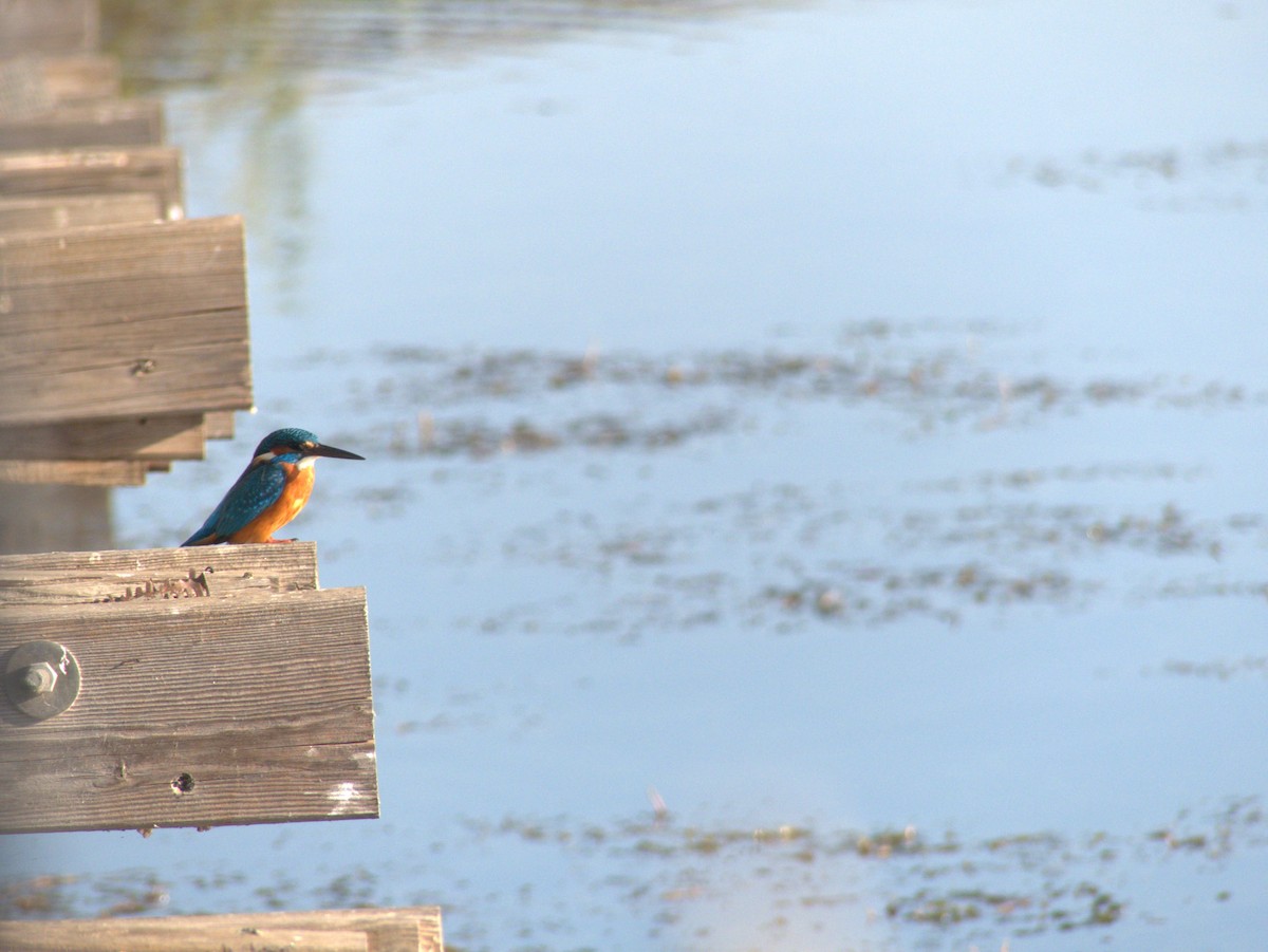 Common Kingfisher - ML190288751