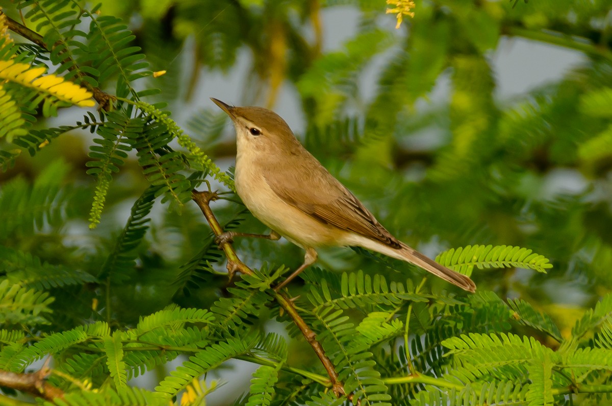 Sykes's Warbler - ML190289221