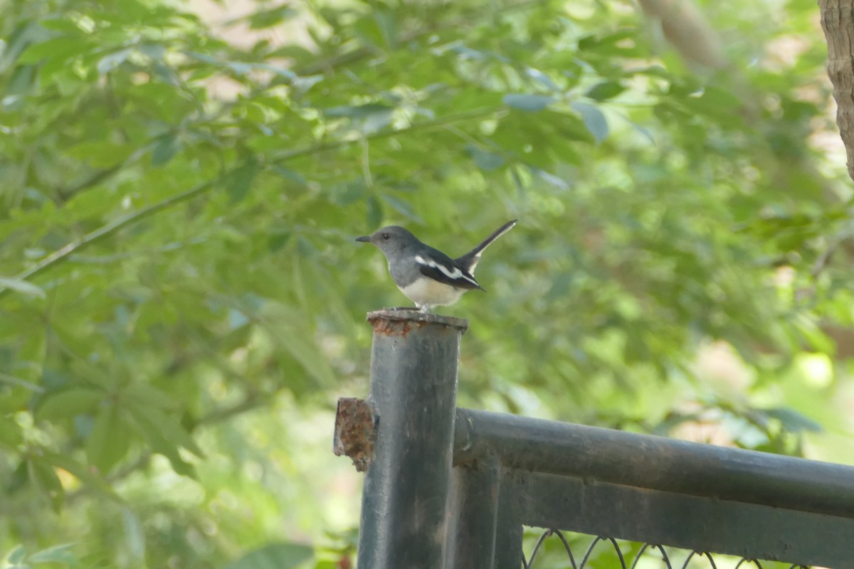 Oriental Magpie-Robin - ML190289621