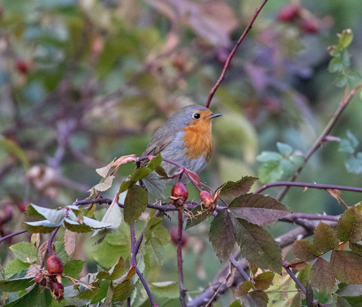 European Robin - ML190290691