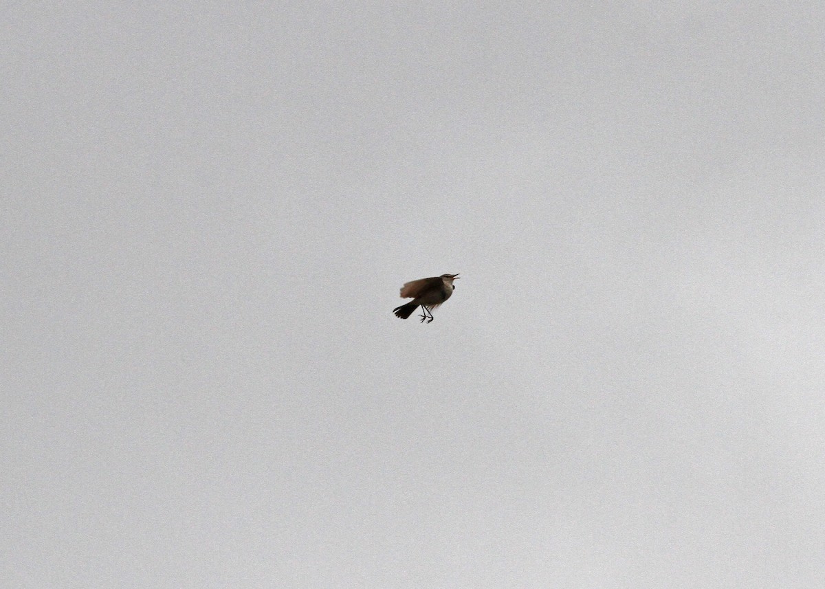 Spot-billed Ground-Tyrant - Garth V. Riley