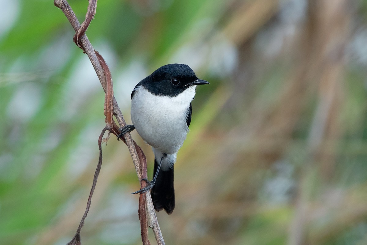 Jerdon's Bushchat - Ayuwat Jearwattanakanok