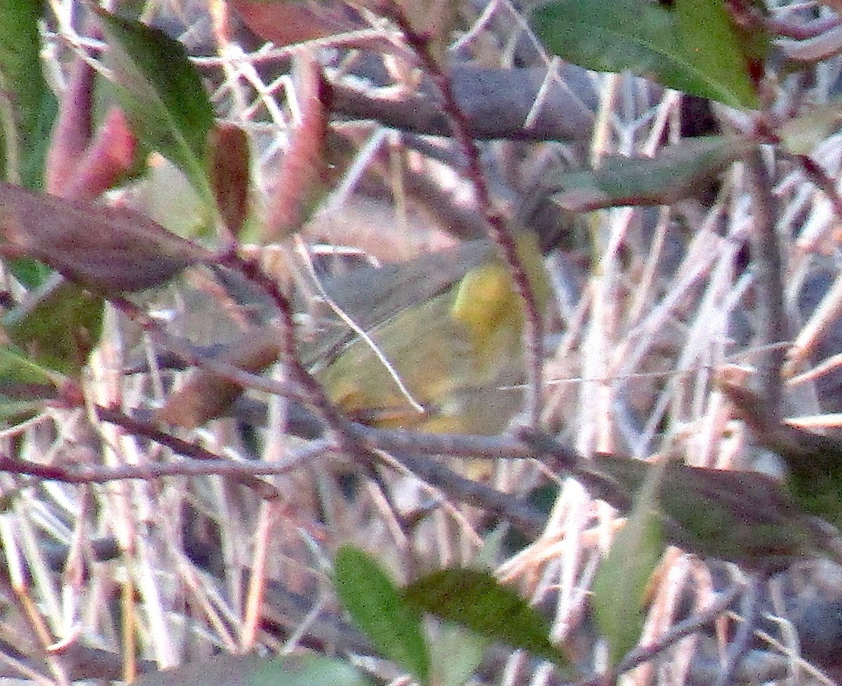 Orange-crowned Warbler - ML190294491