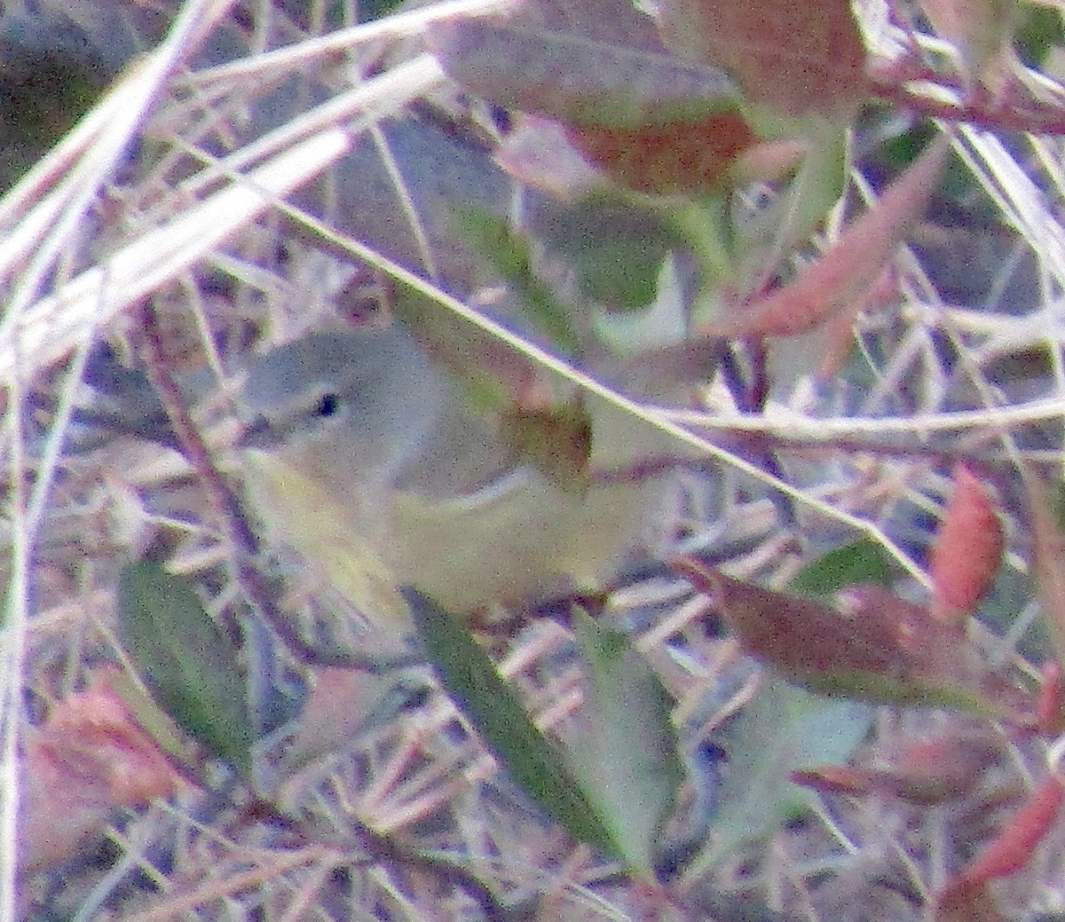 Orange-crowned Warbler - ML190294501