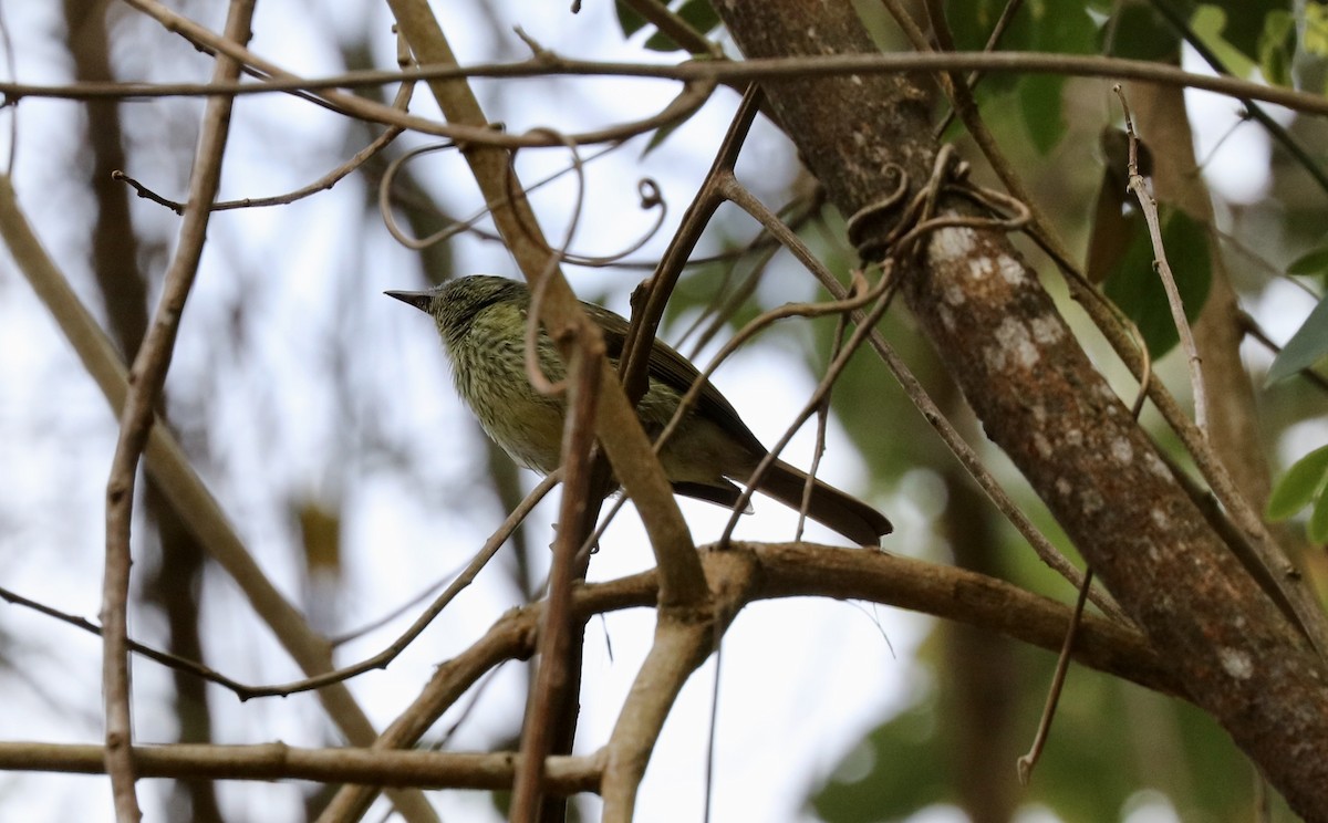 Olive-striped Flycatcher - ML190295131