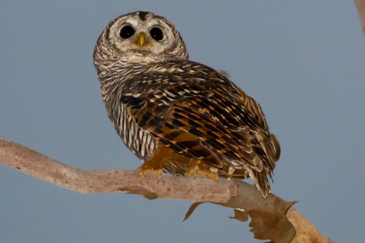 Chaco Owl - ML190295341
