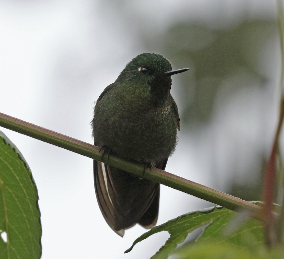 kolibřík dřišťálový - ML190295451