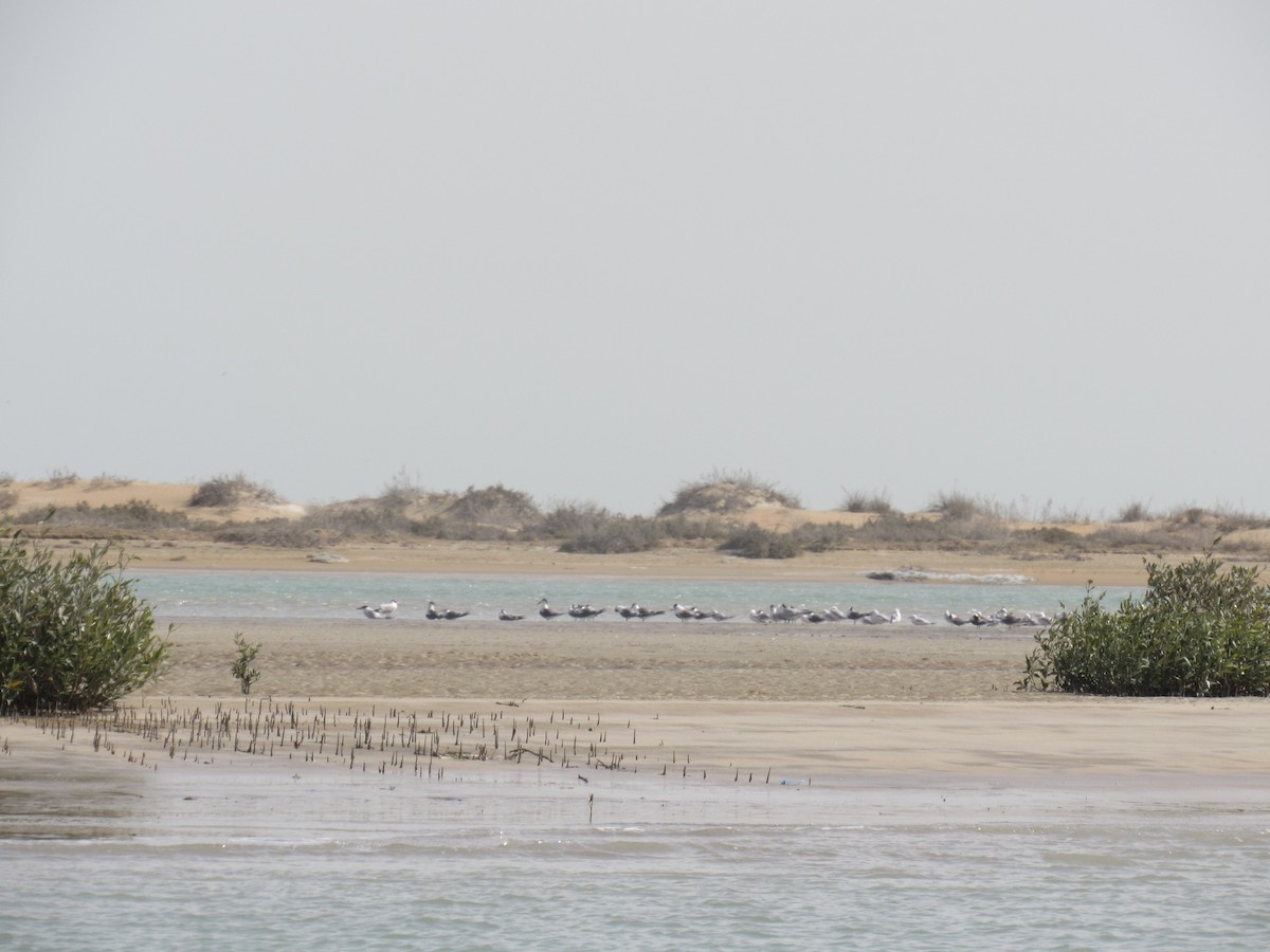 Gaviota Picofina - ML190297011