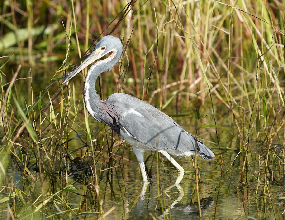 Tricolored Heron - ML190297201