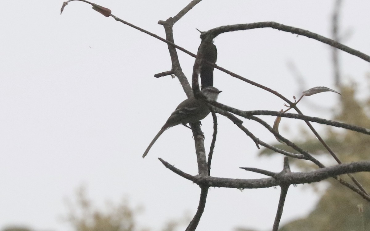 White-throated Tyrannulet - John Bruin