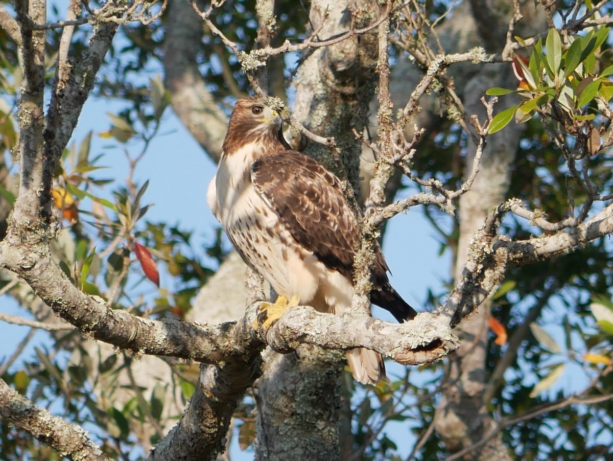 Red-tailed Hawk - ML190301311