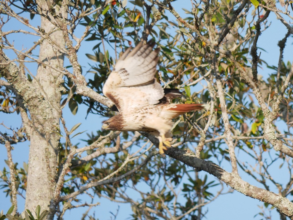 Red-tailed Hawk - ML190301321