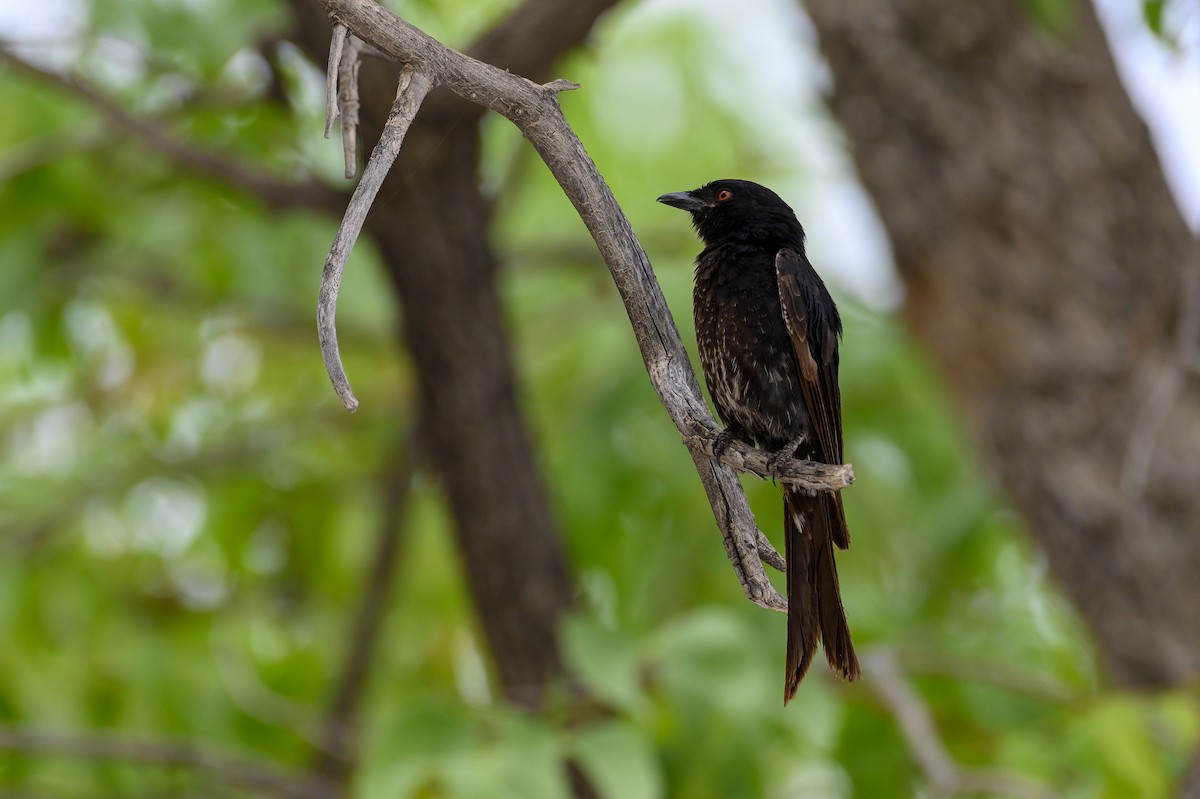 Fork-tailed Drongo - ML190301871