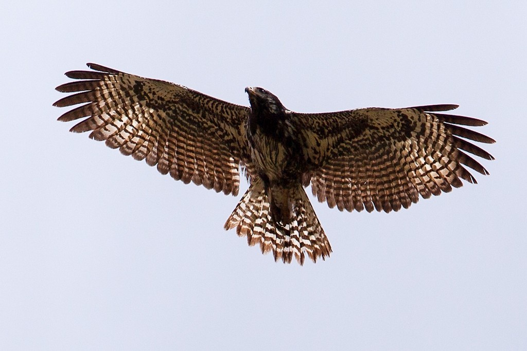 Common Black Hawk - ML190303001