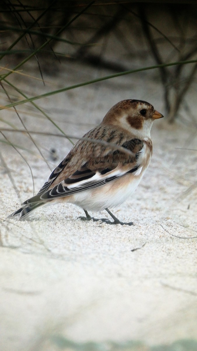 Snow Bunting - António Martins