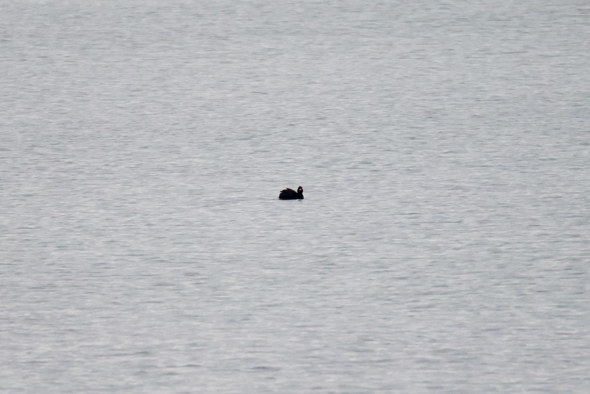 Common Scoter - ML190303331