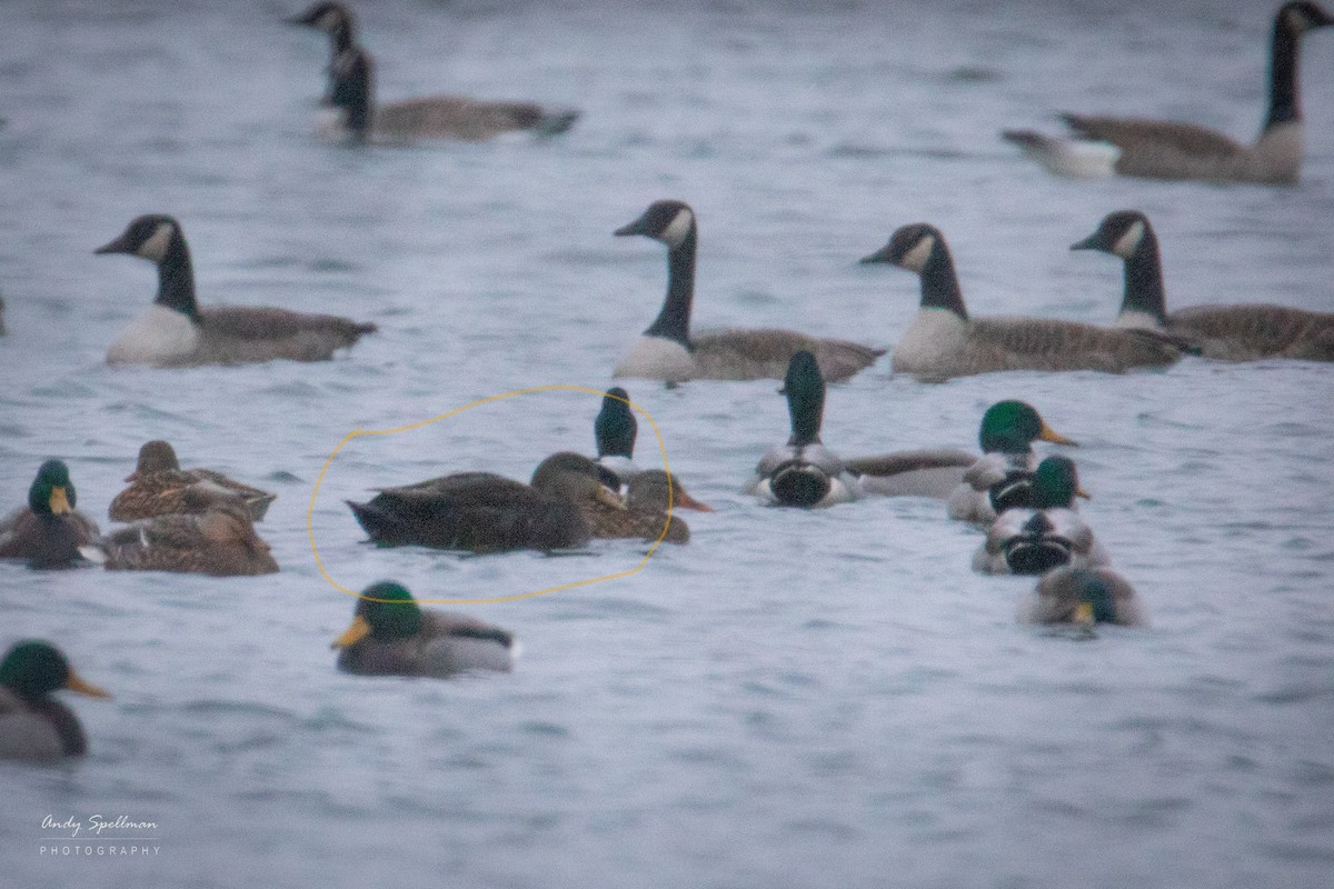 American Black Duck - ML190303751