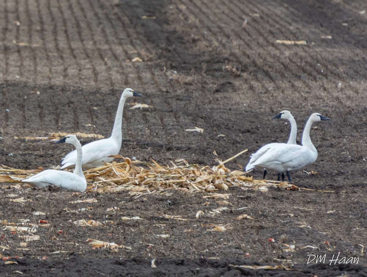 Tundra Swan - Damon Haan