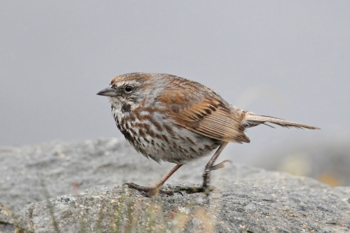 Song Sparrow (sanaka/maxima) - ML190304481